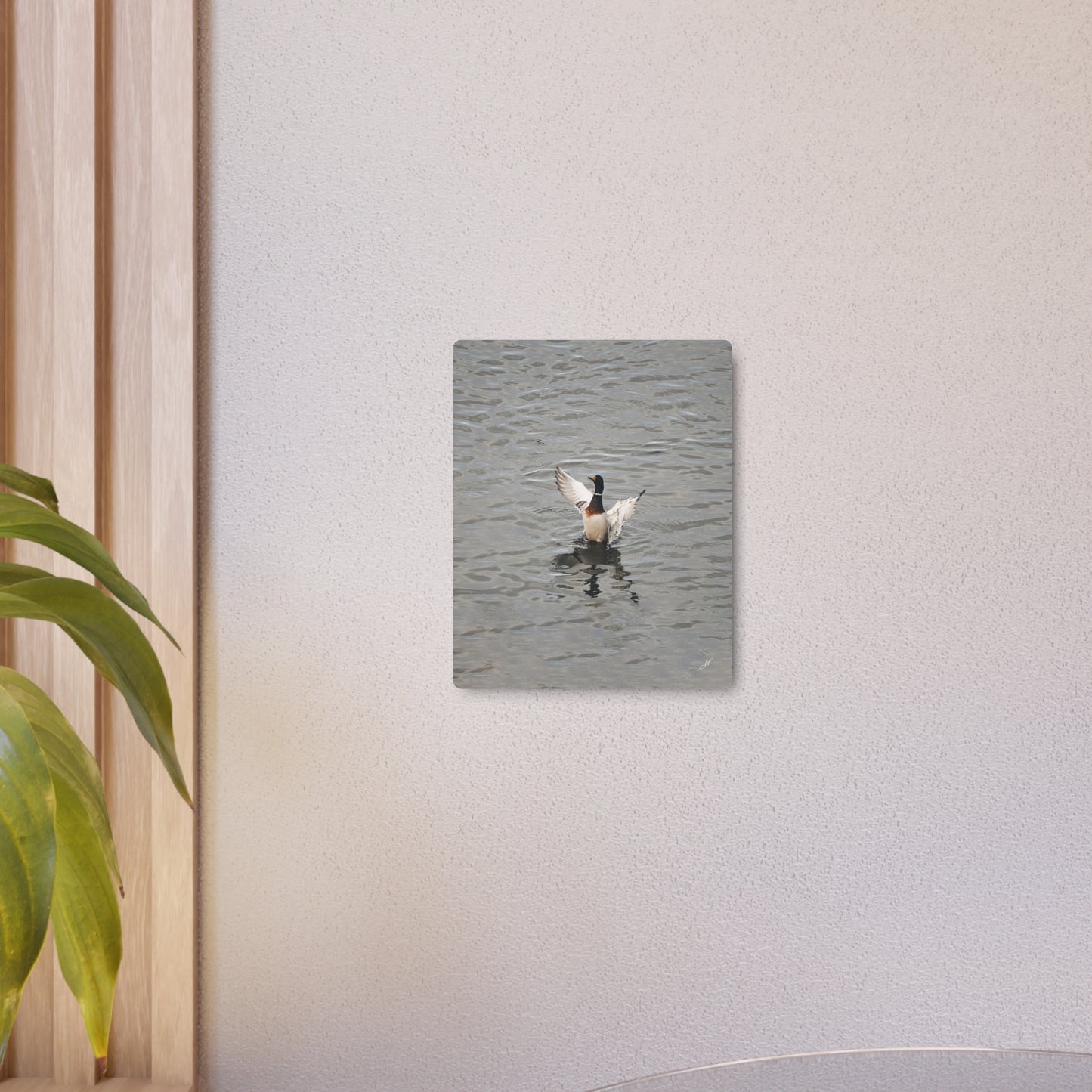Mallard Duck Bathing | Metal Art Sign