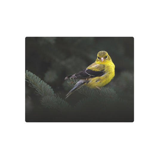 Goldfinch Bird | Metal Wall Art