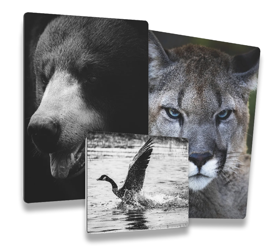 Metal Wall Art (Matte Finish)