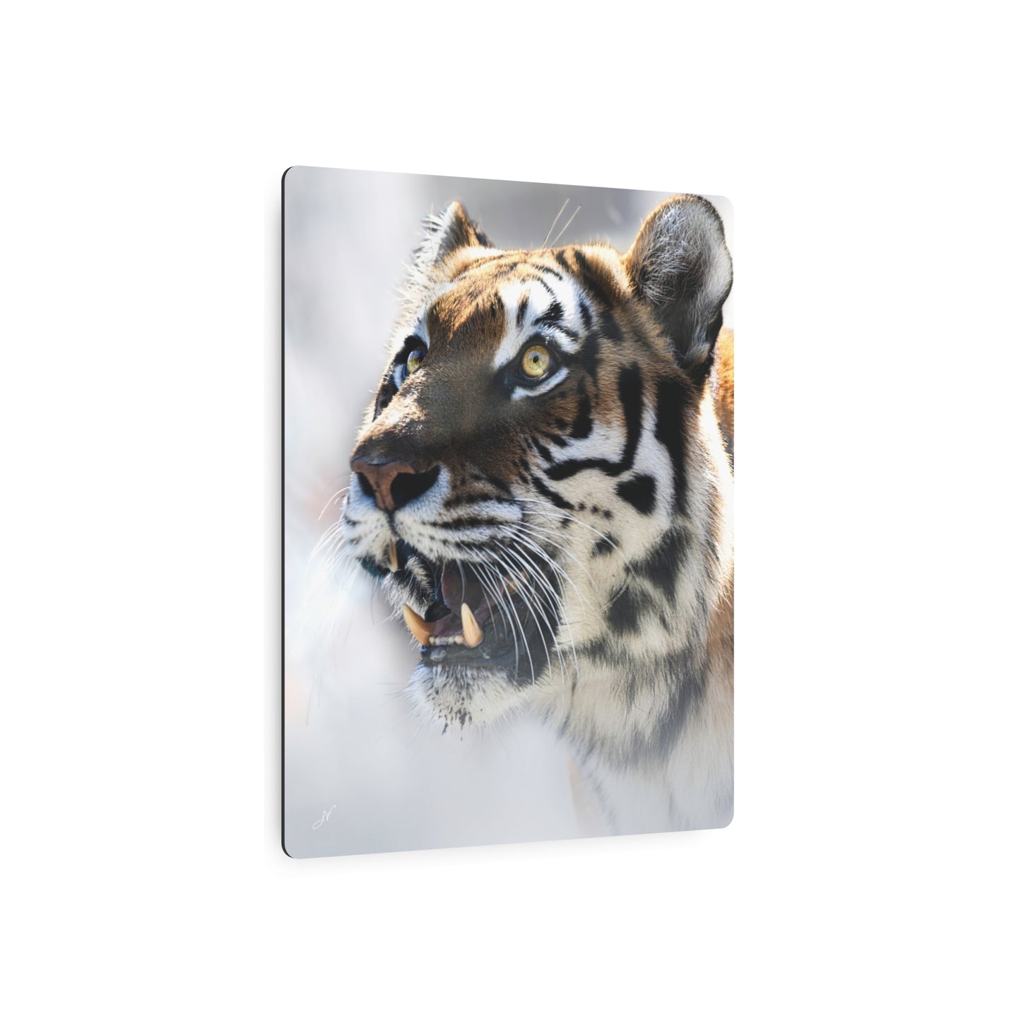 Tiger | Metal Wall Art Sign