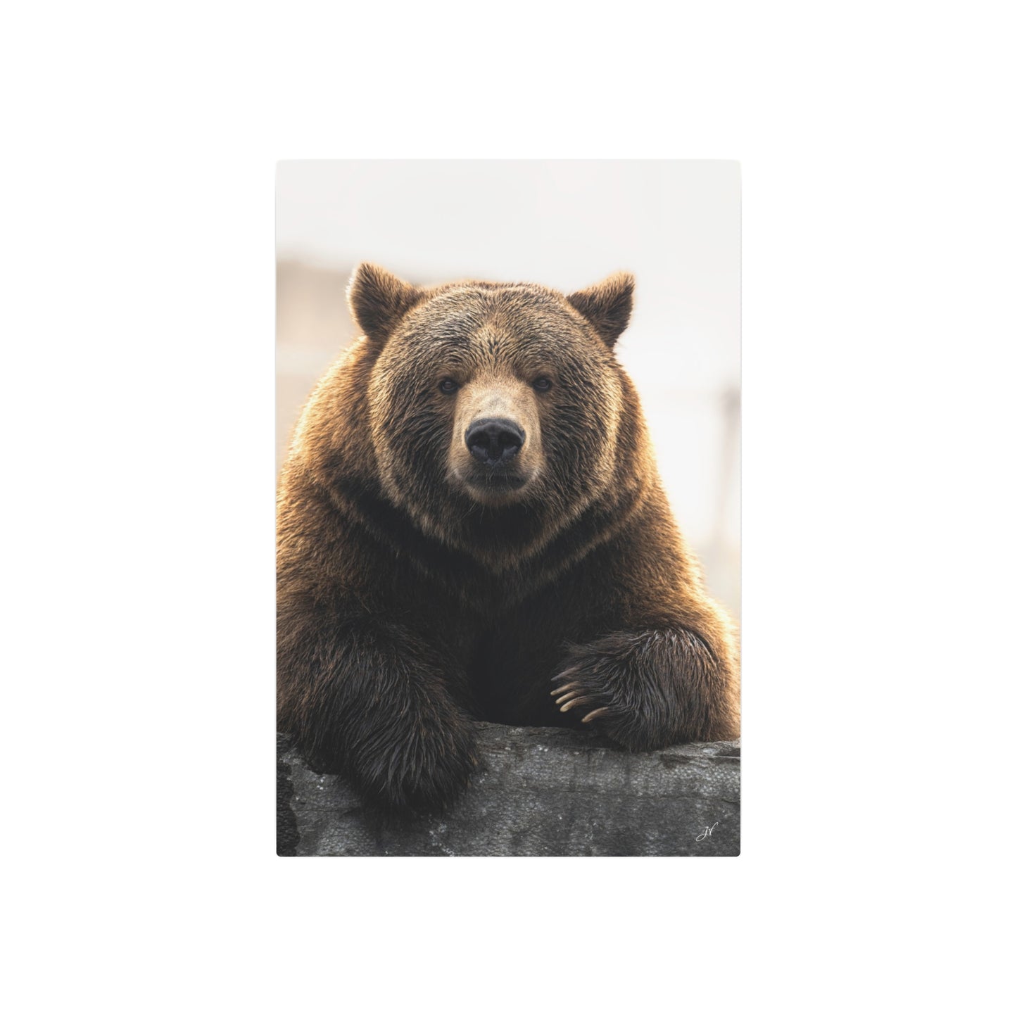 Bear Posing | Metal Art Sign