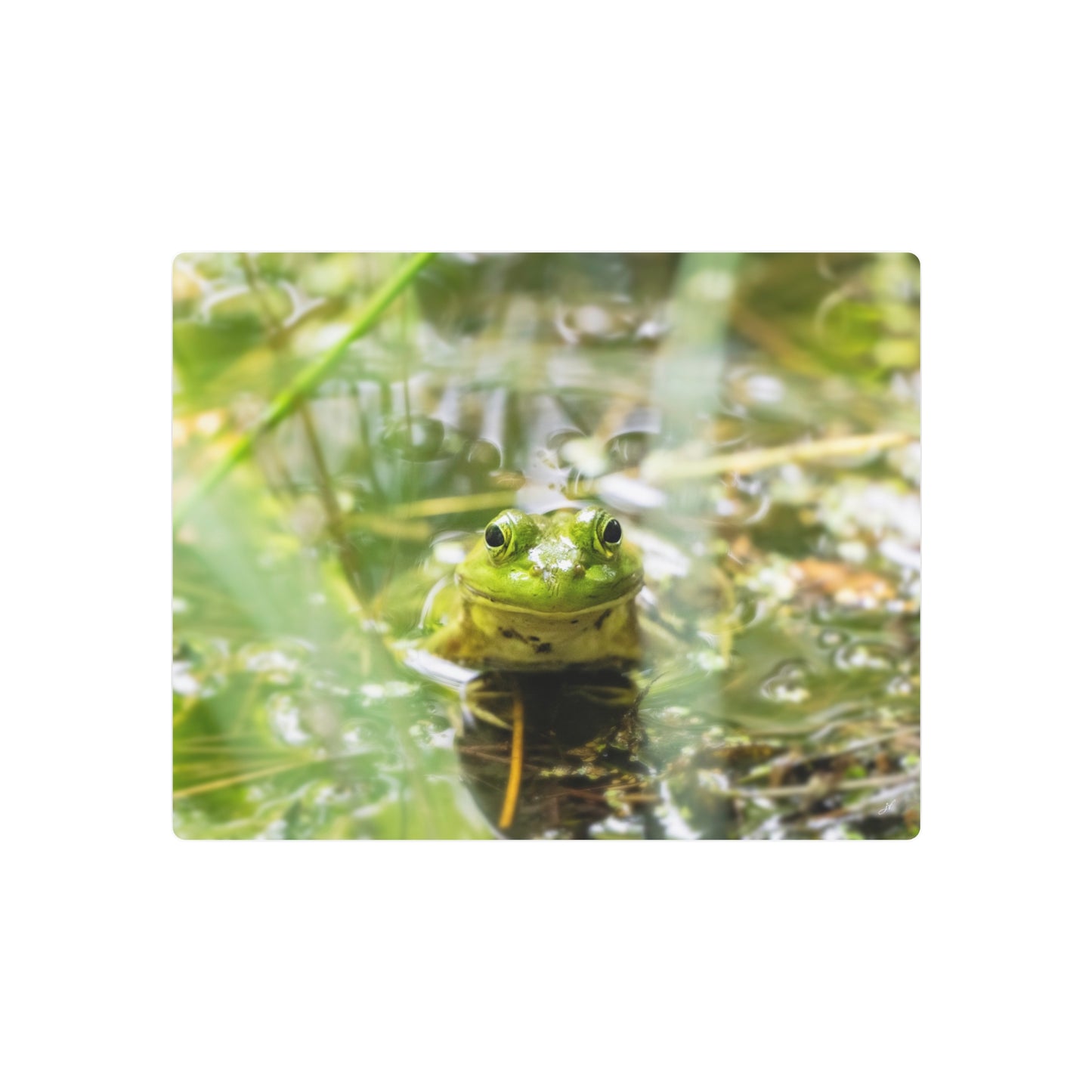 Frog | Metal Wall Art