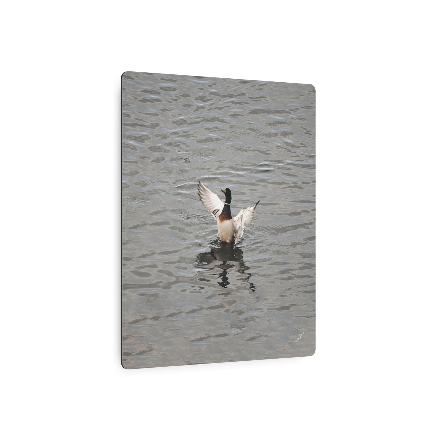 Mallard Duck Bathing | Metal Art Sign