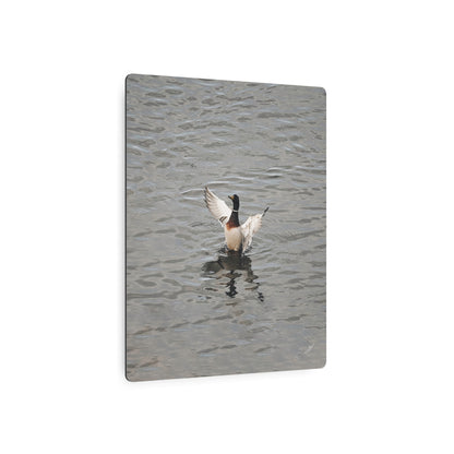 Mallard Duck Bathing | Metal Art Sign