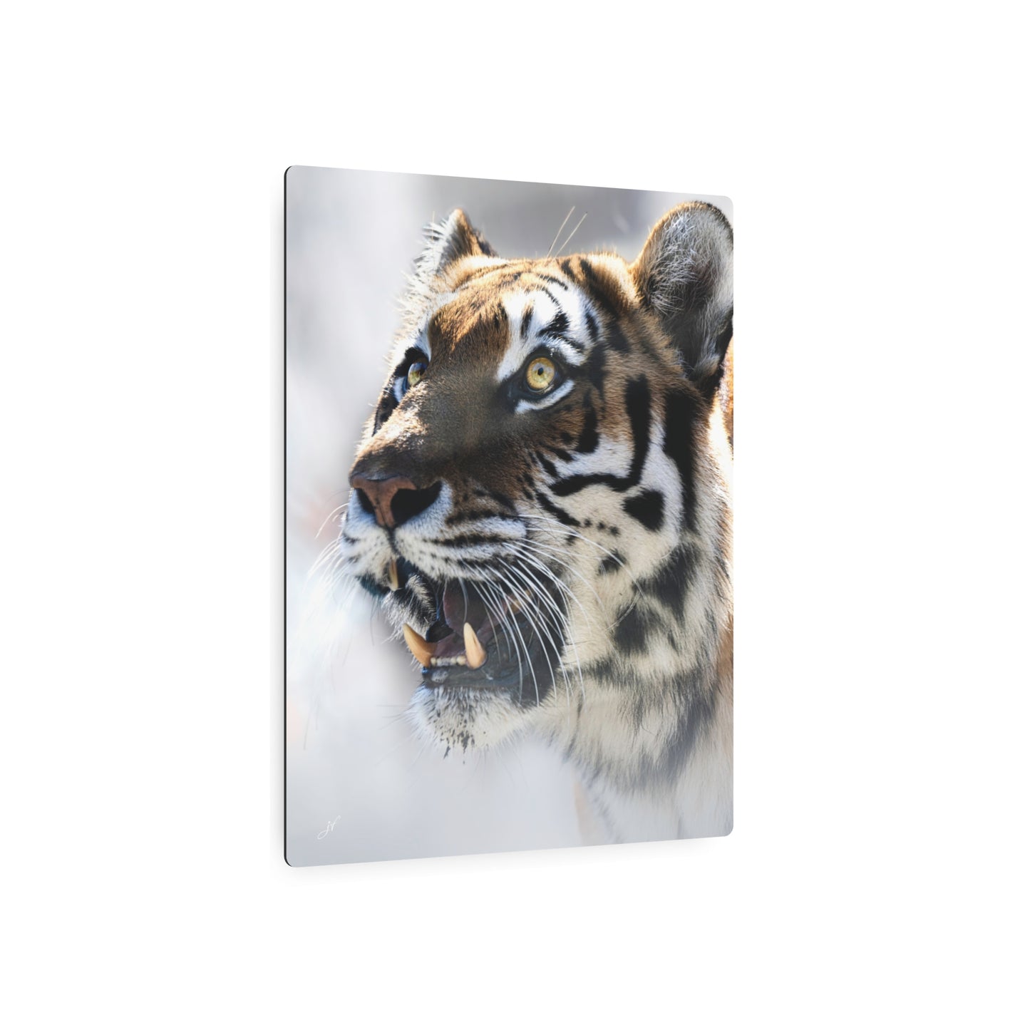 Tiger | Metal Wall Art Sign