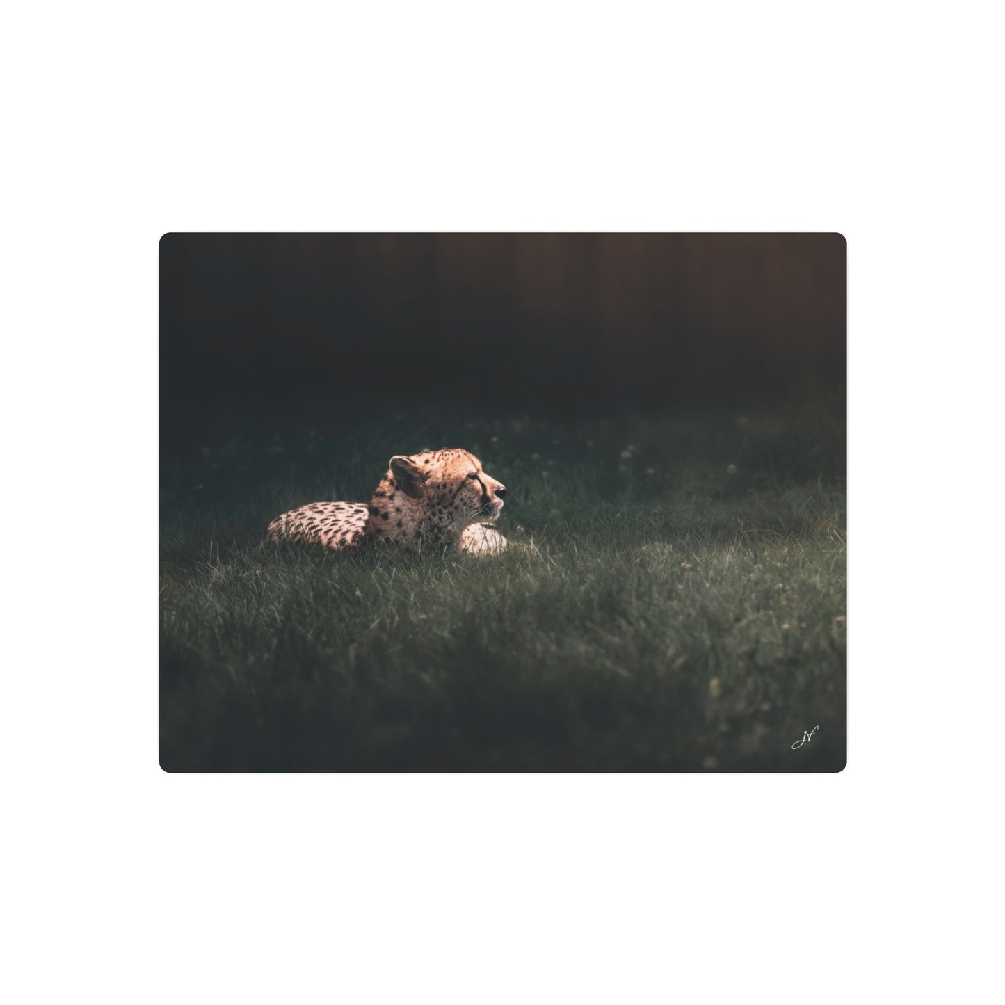 Cheetah | Metal Art Sign
