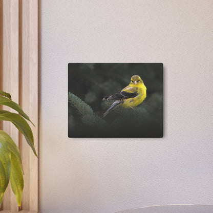 Goldfinch Bird | Metal Wall Art