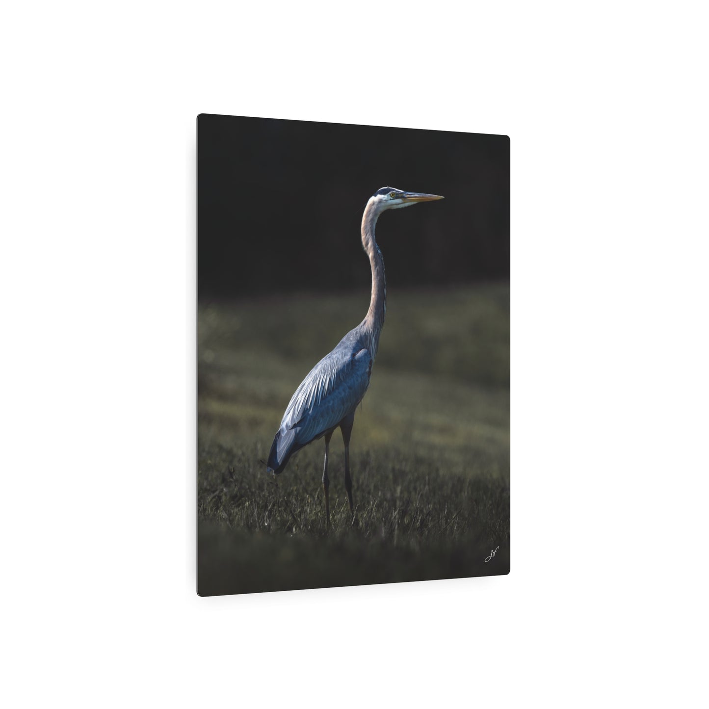 Blue Heron | Metal Art Sign