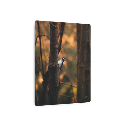 Downy Woodpecker | Metal Art Sign