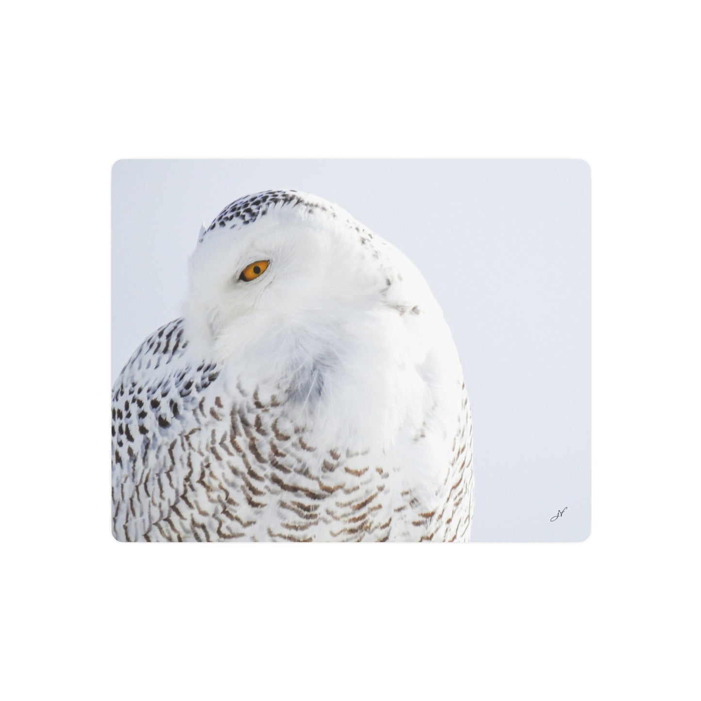 Snowy Owl | Metal Art Sign