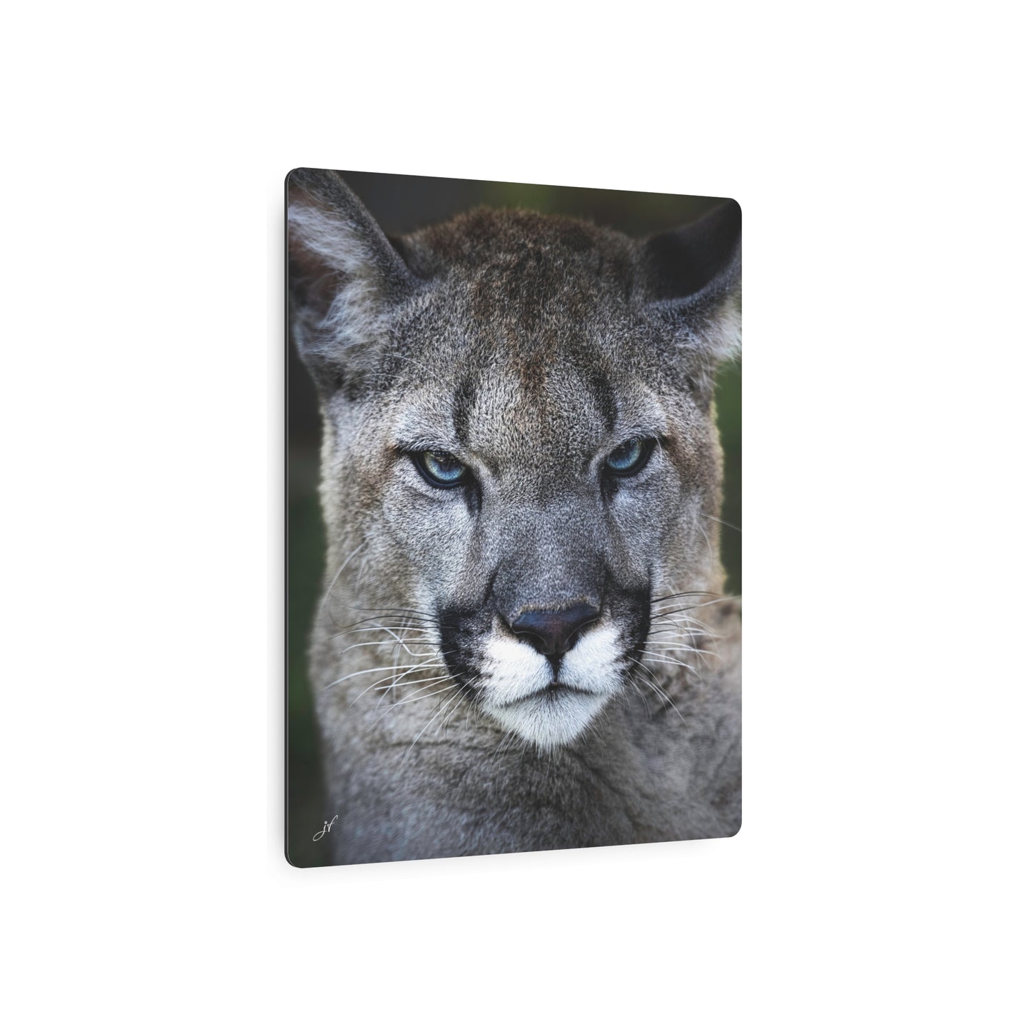 Puma Cat | Metal Art Sign