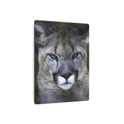 Puma Cat | Metal Art Sign