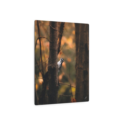 Downy Woodpecker | Metal Art Sign