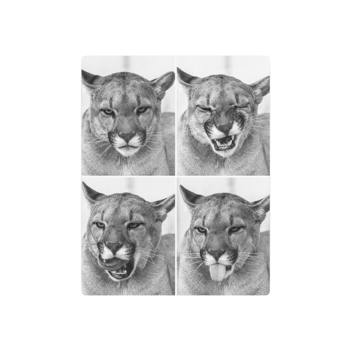 Puma Cat Collage | Metal Art Sign