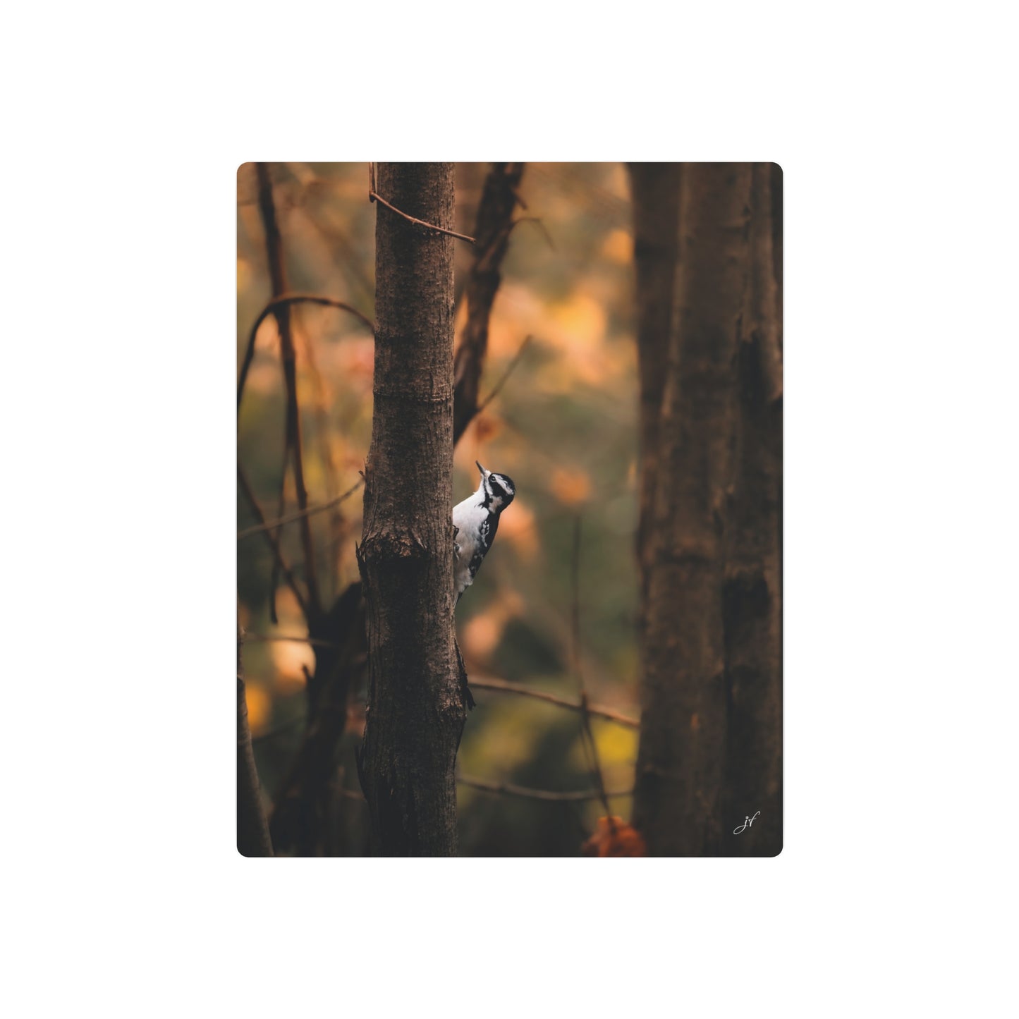 Downy Woodpecker | Metal Art Sign