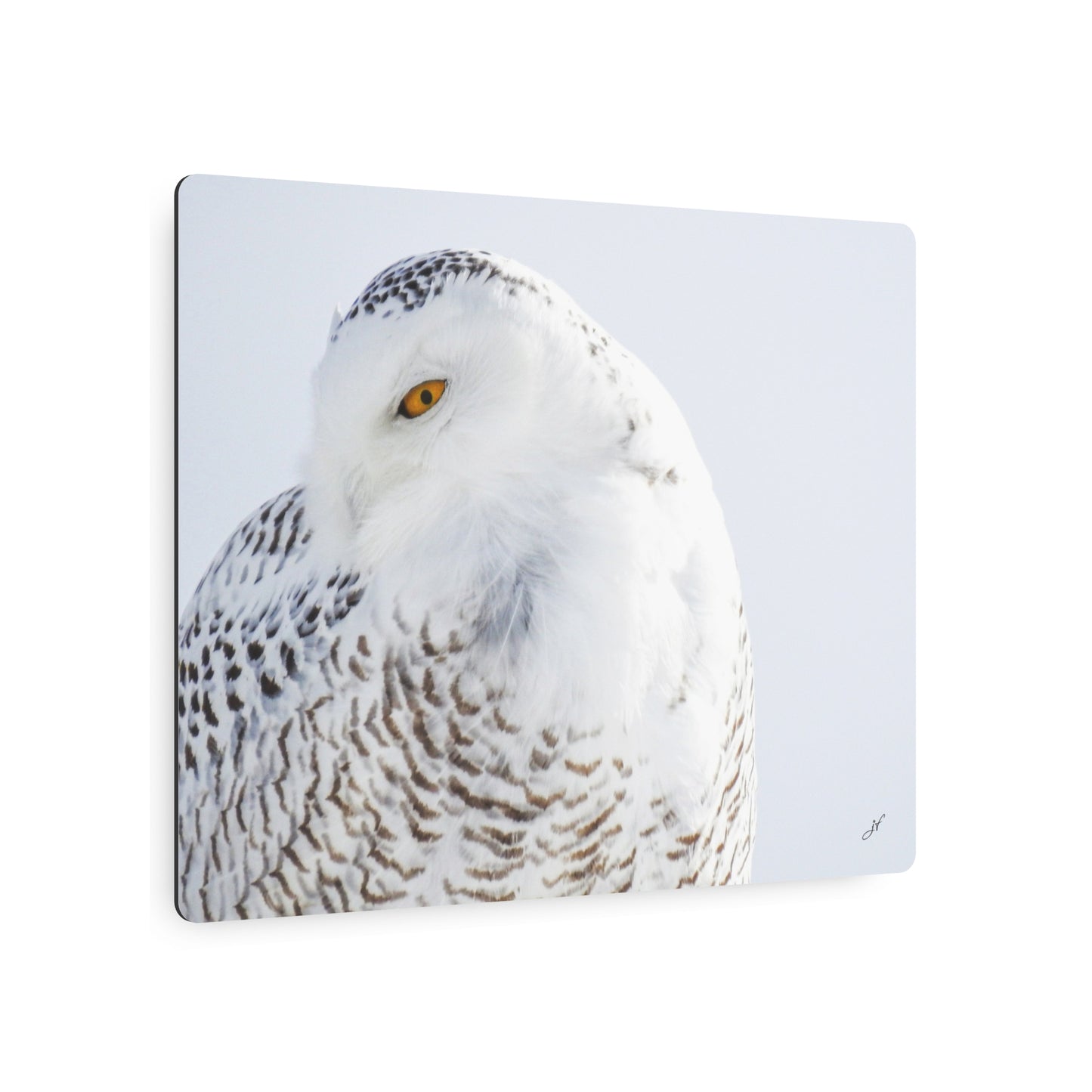 Snowy Owl | Metal Art Sign