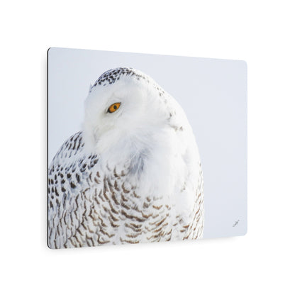 Snowy Owl | Metal Art Sign