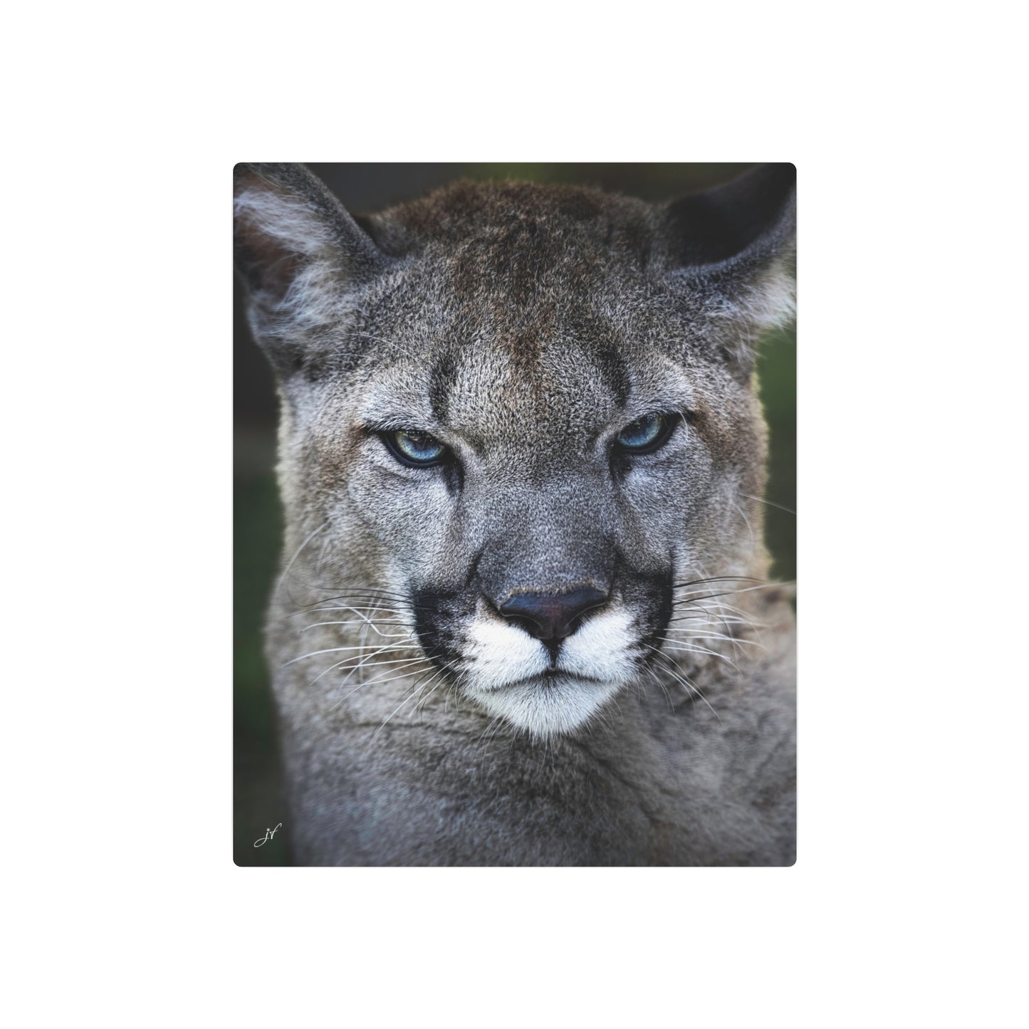 Puma Cat | Metal Art Sign