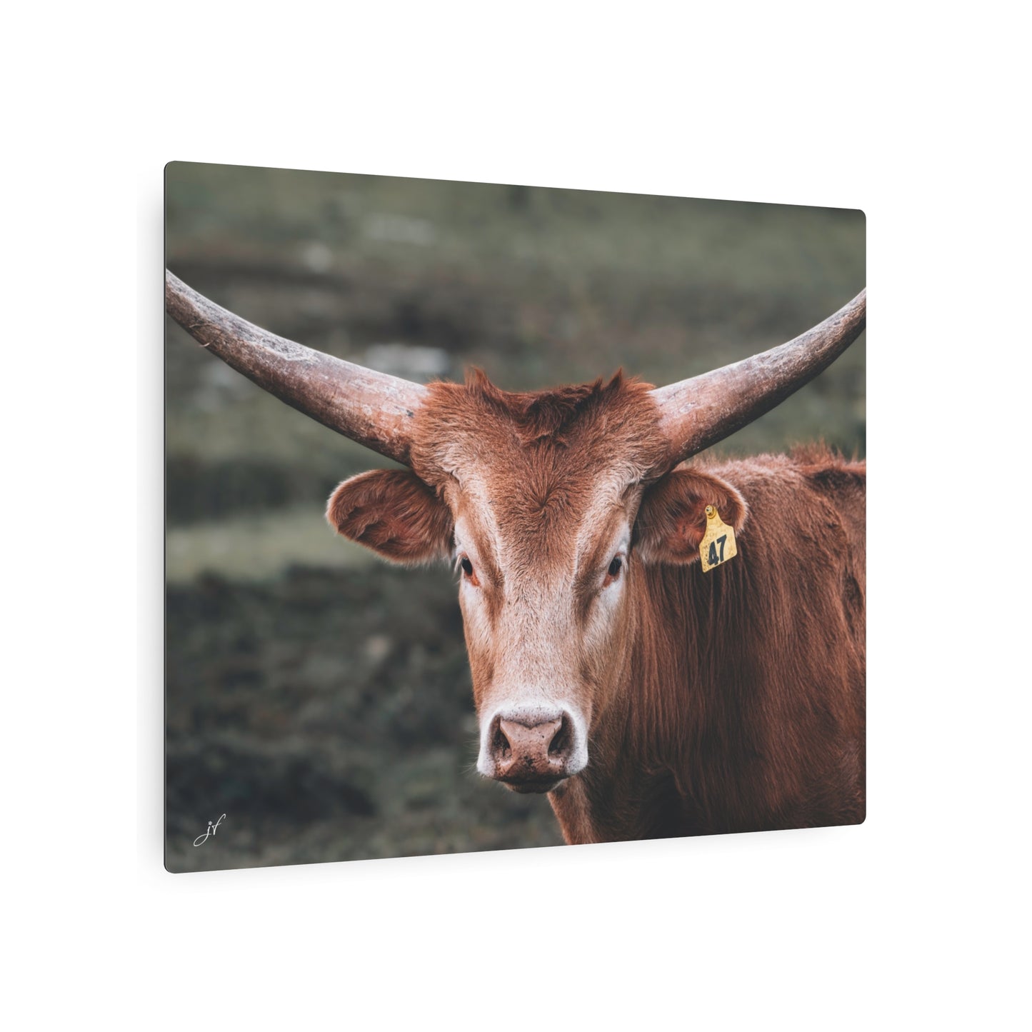 Longhorn Cow | Metal Art Sign