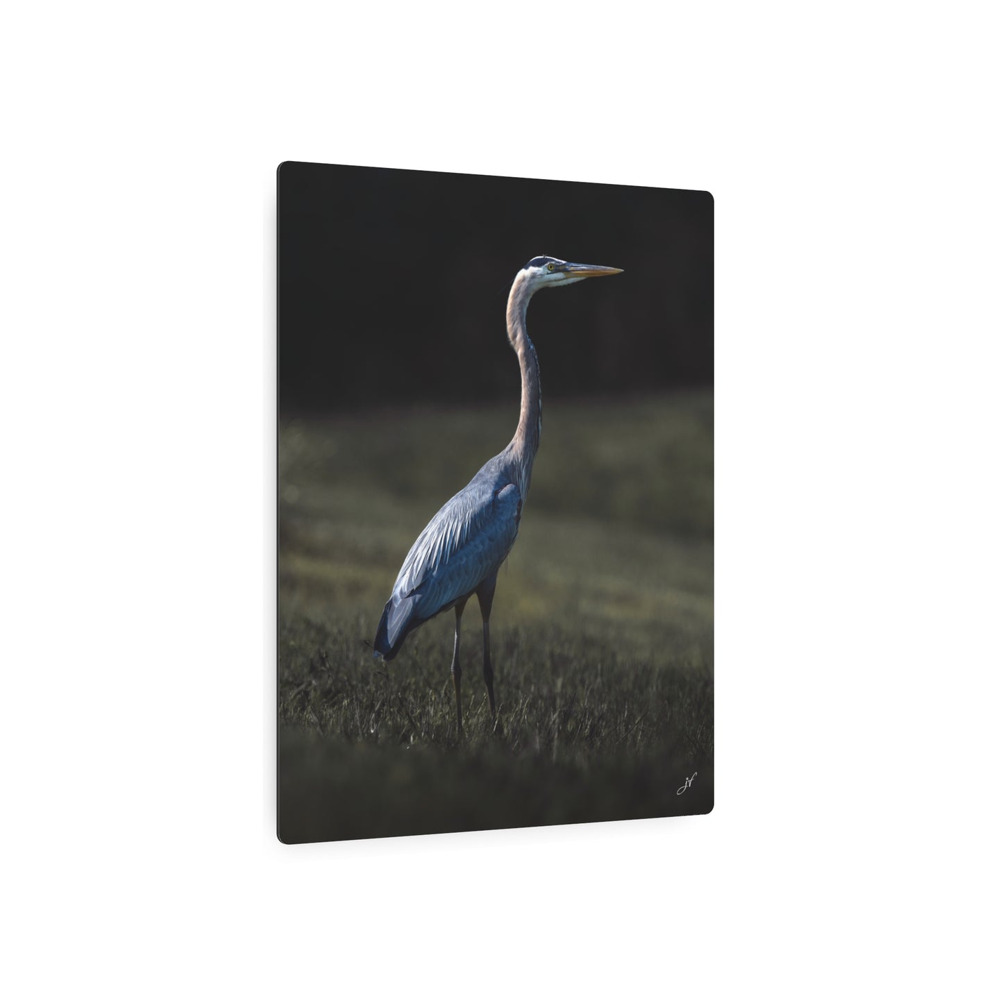 Blue Heron | Metal Art Sign