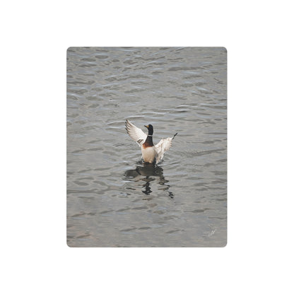 Mallard Duck Bathing | Metal Art Sign