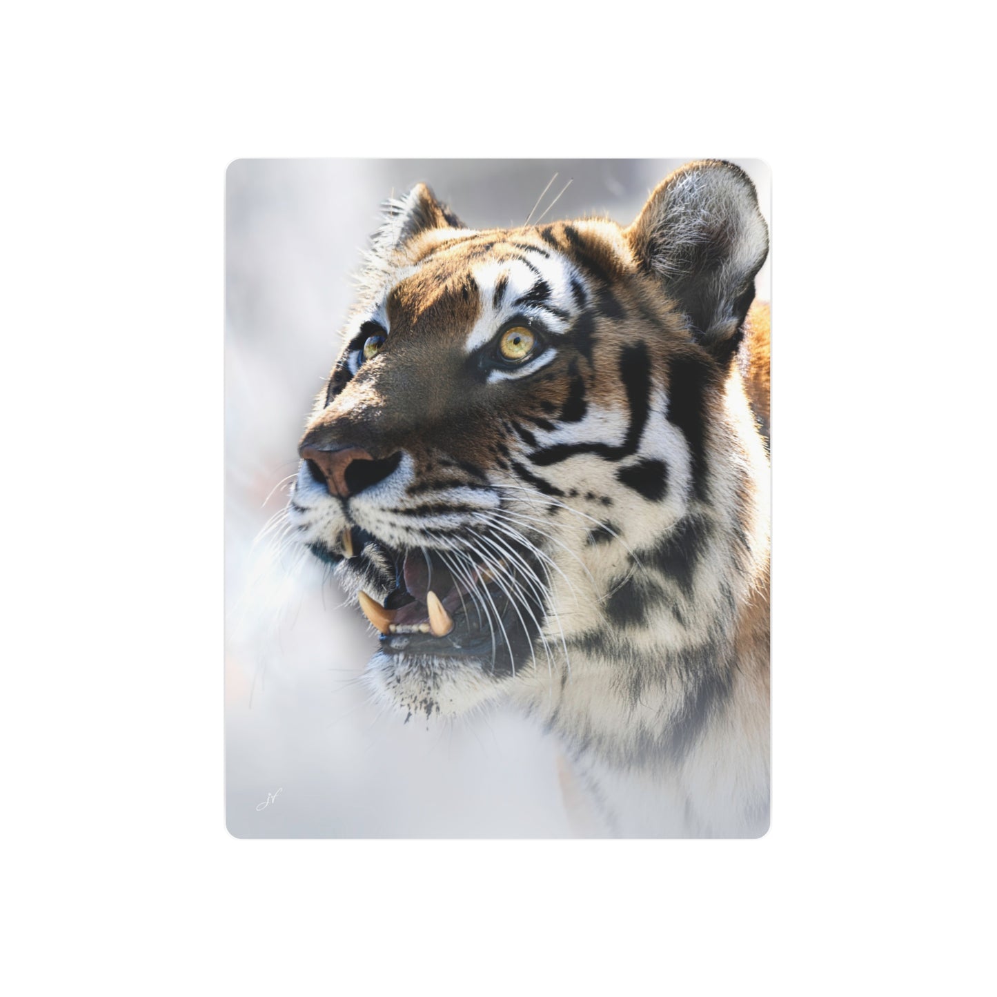Tiger | Metal Wall Art Sign