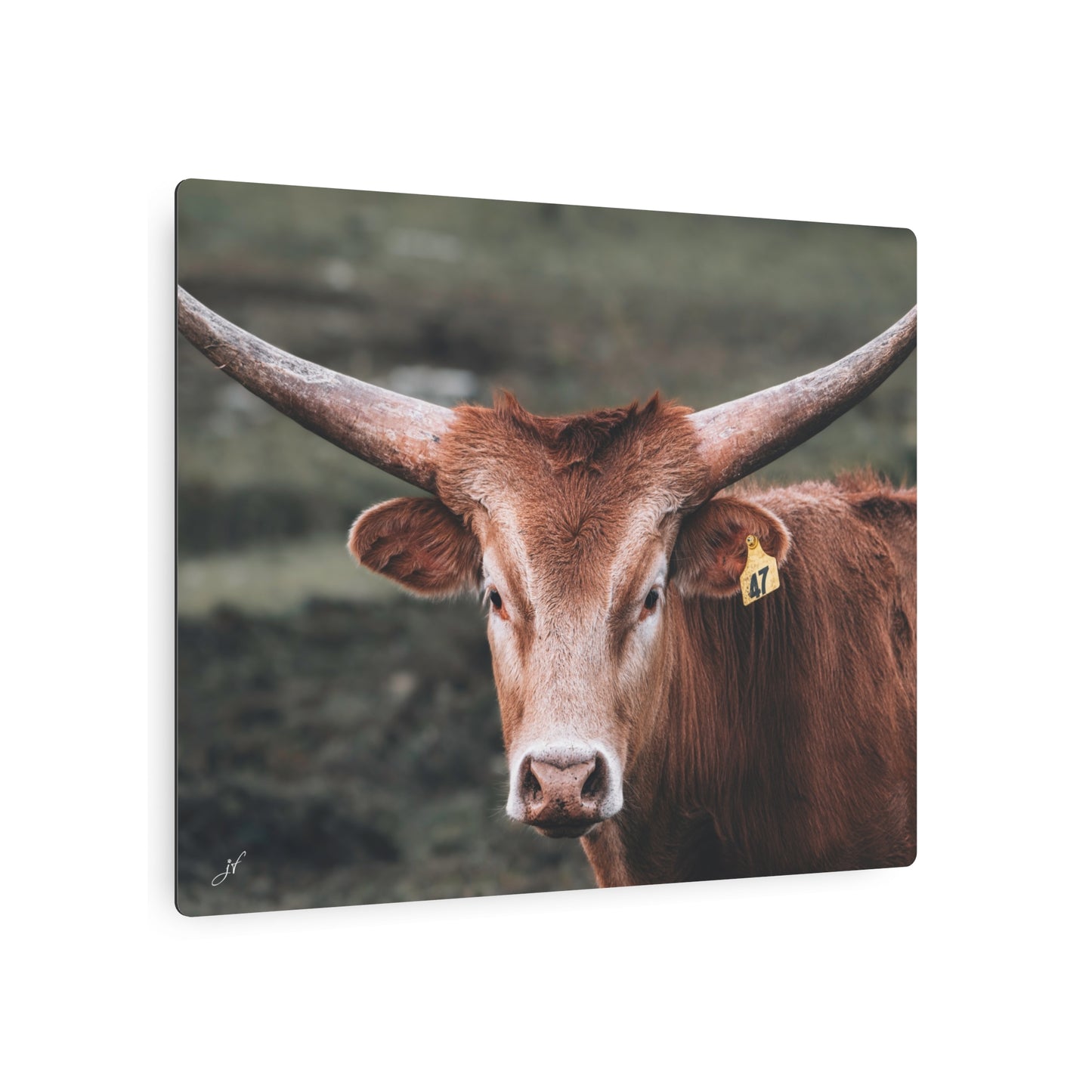 Longhorn Cow | Metal Art Sign
