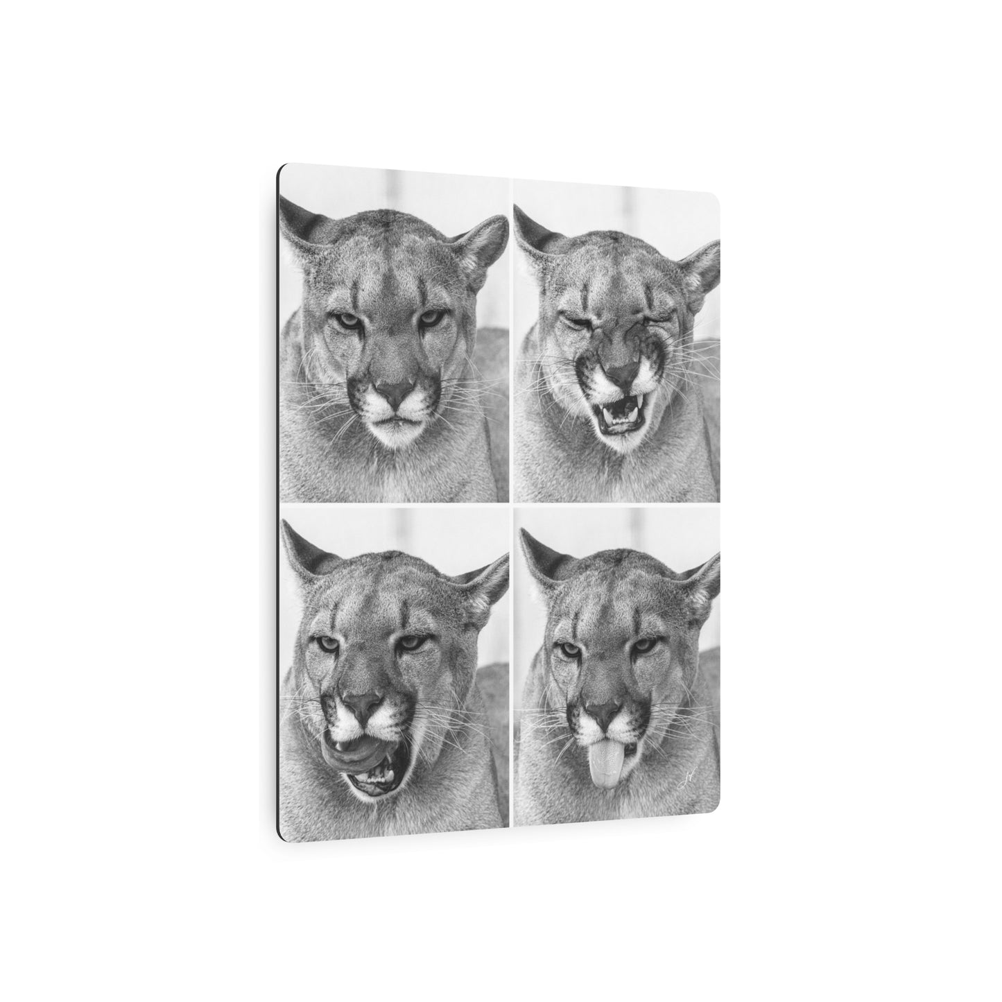 Puma Cat Collage | Metal Art Sign