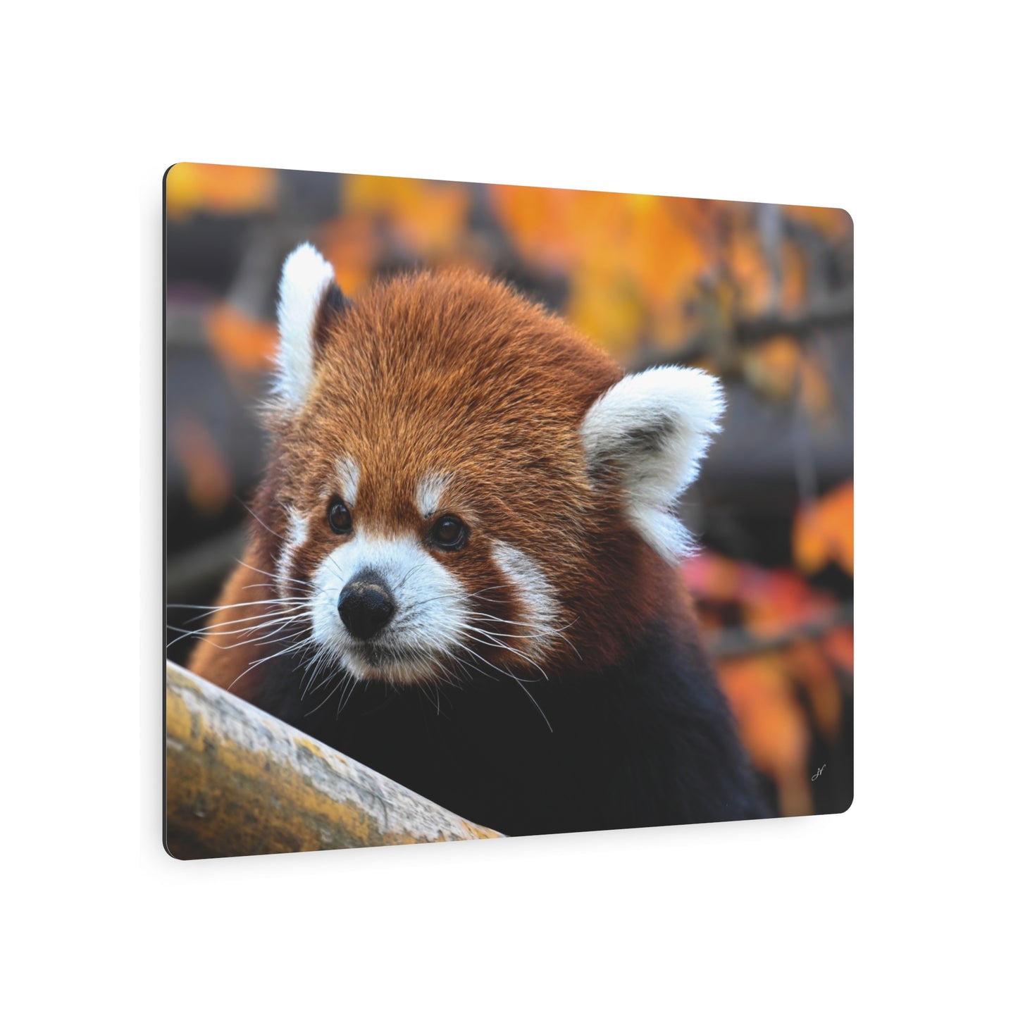 Red Panda | Metal Wall Art