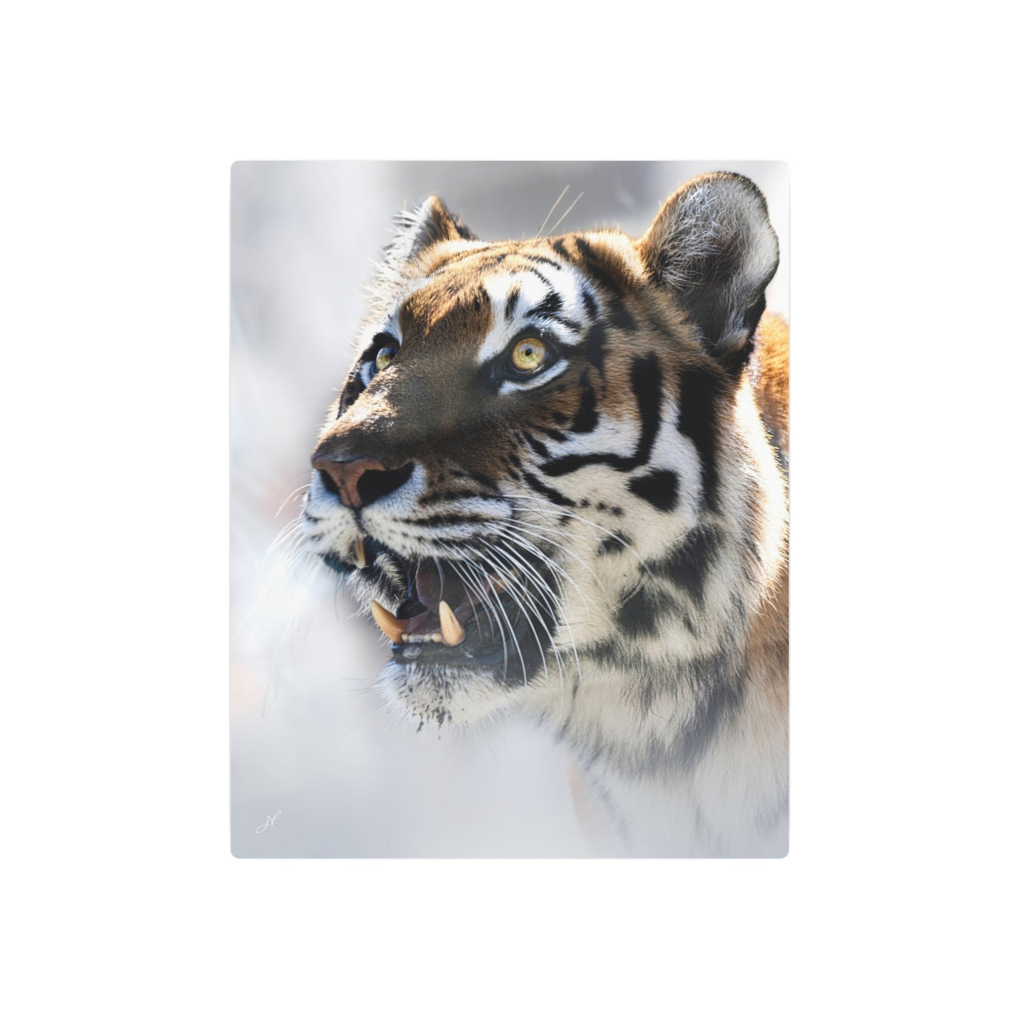 Tiger | Metal Wall Art Sign