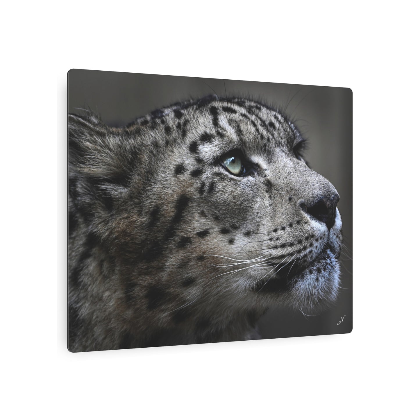 Snow Leopard | Metal Art Sign