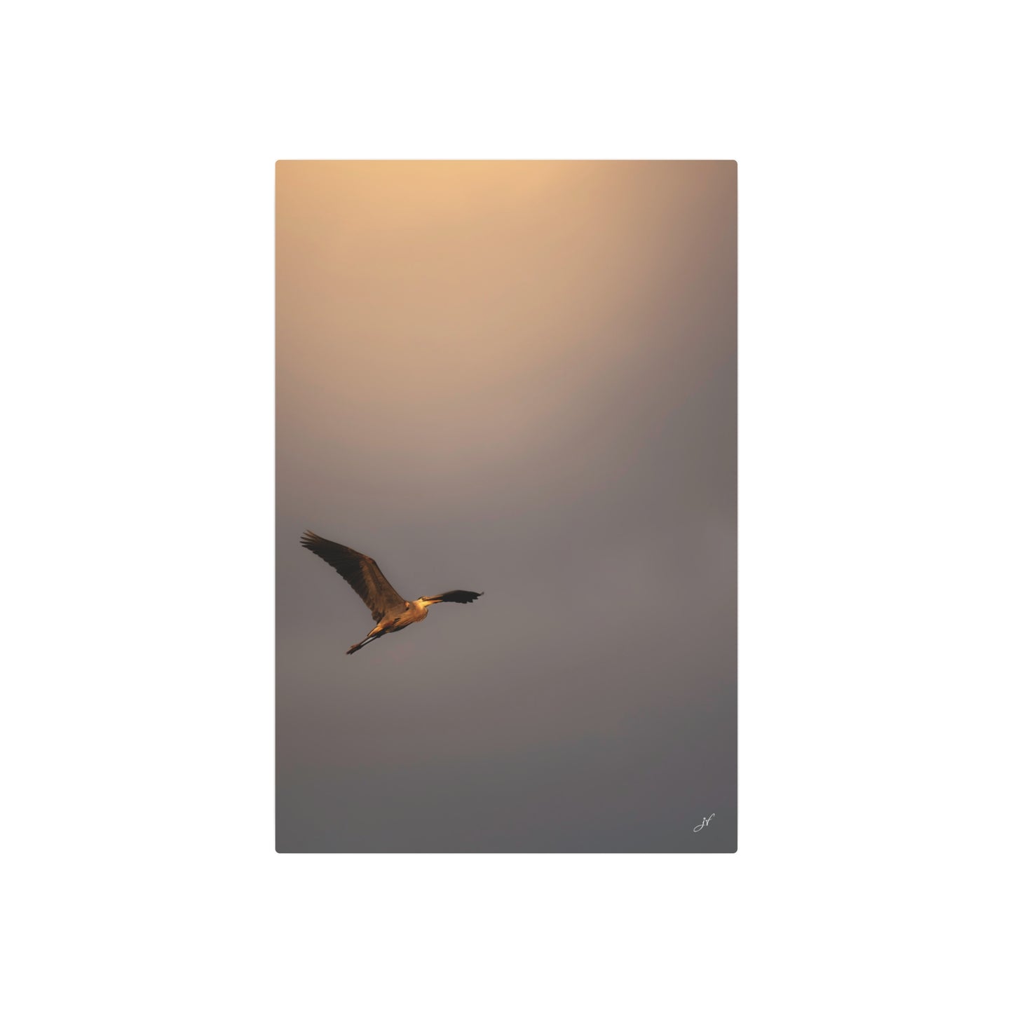 Blue Heron Golden Hour Flight | Metal Wall Art Sign