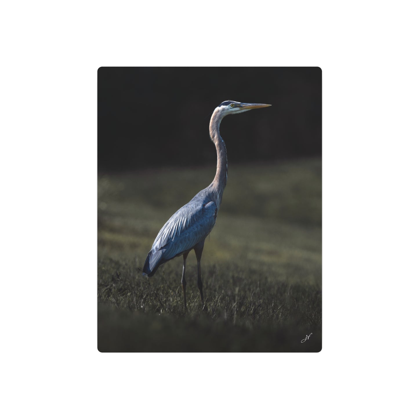 Blue Heron | Metal Art Sign