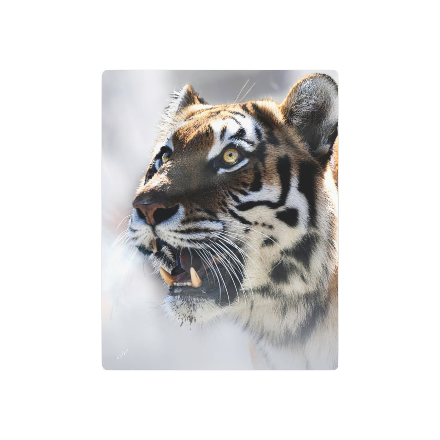 Tiger | Metal Wall Art Sign
