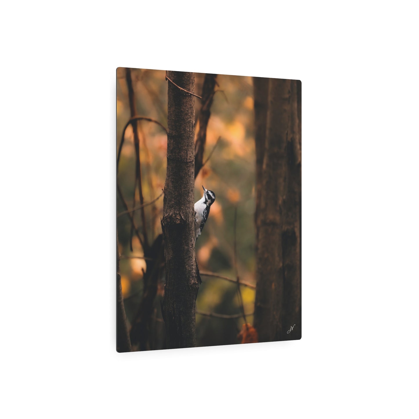 Downy Woodpecker | Metal Art Sign