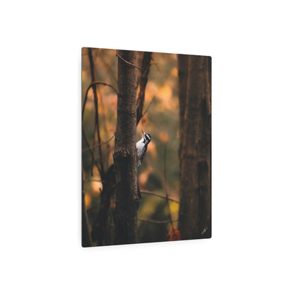 Downy Woodpecker | Metal Art Sign
