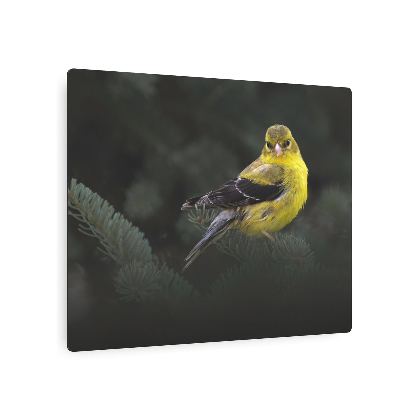 Goldfinch Bird | Metal Wall Art
