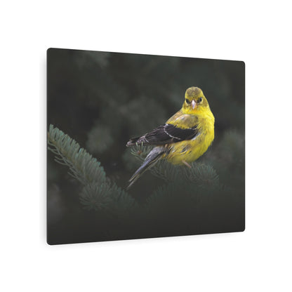 Goldfinch Bird | Metal Wall Art