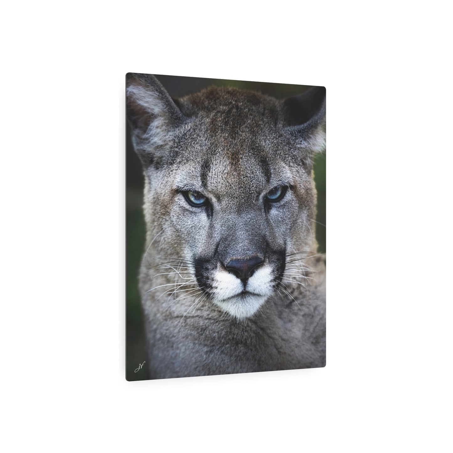 Puma Cat | Metal Art Sign