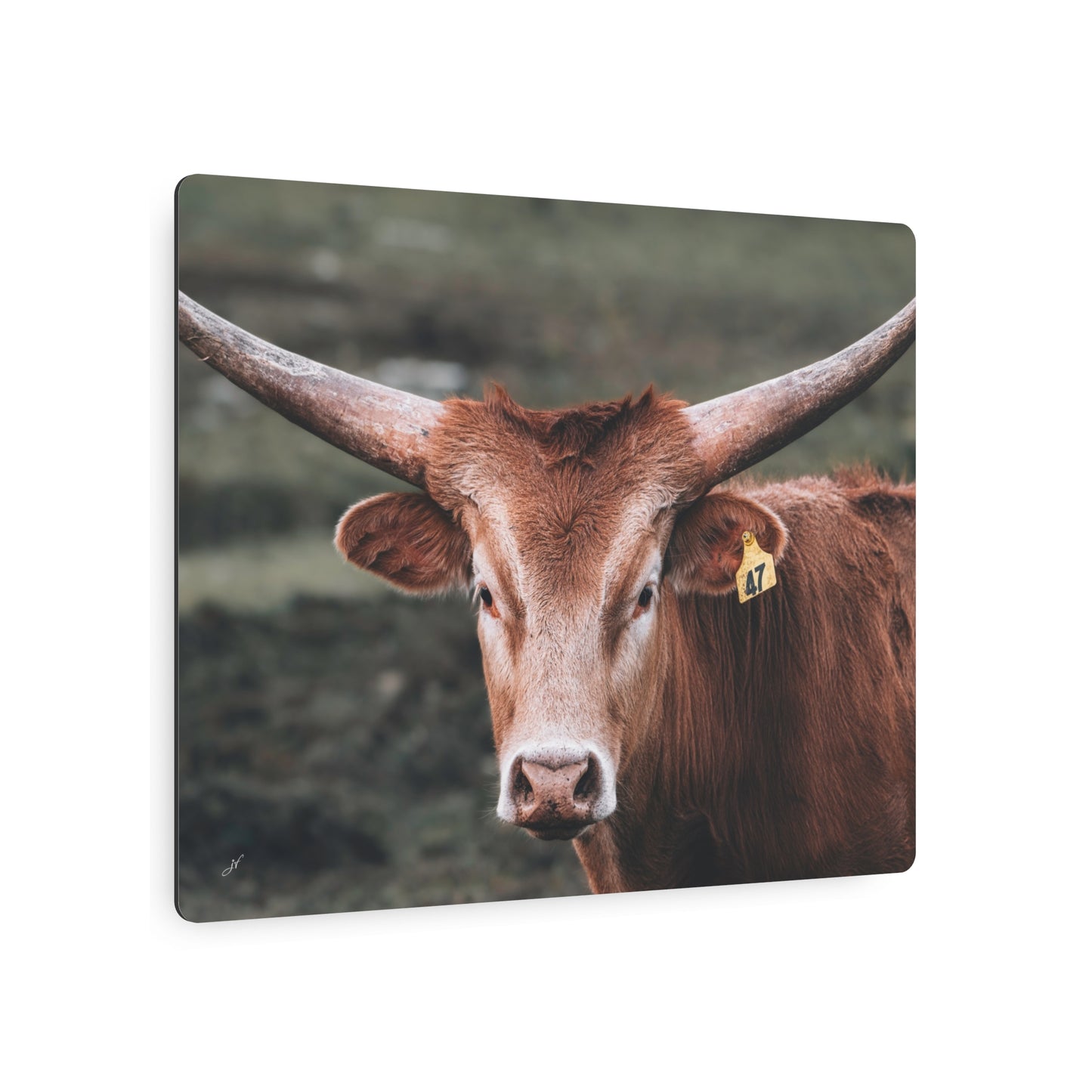 Longhorn Cow | Metal Art Sign