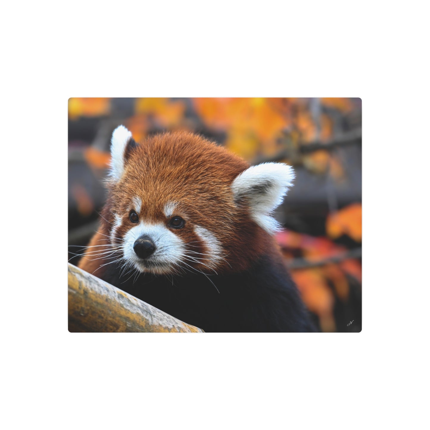 Red Panda | Metal Wall Art