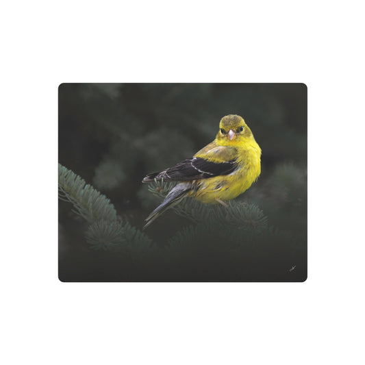 Goldfinch Bird | Metal Wall Art