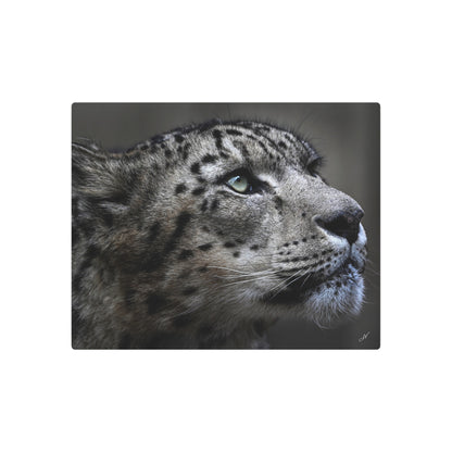 Snow Leopard | Metal Art Sign