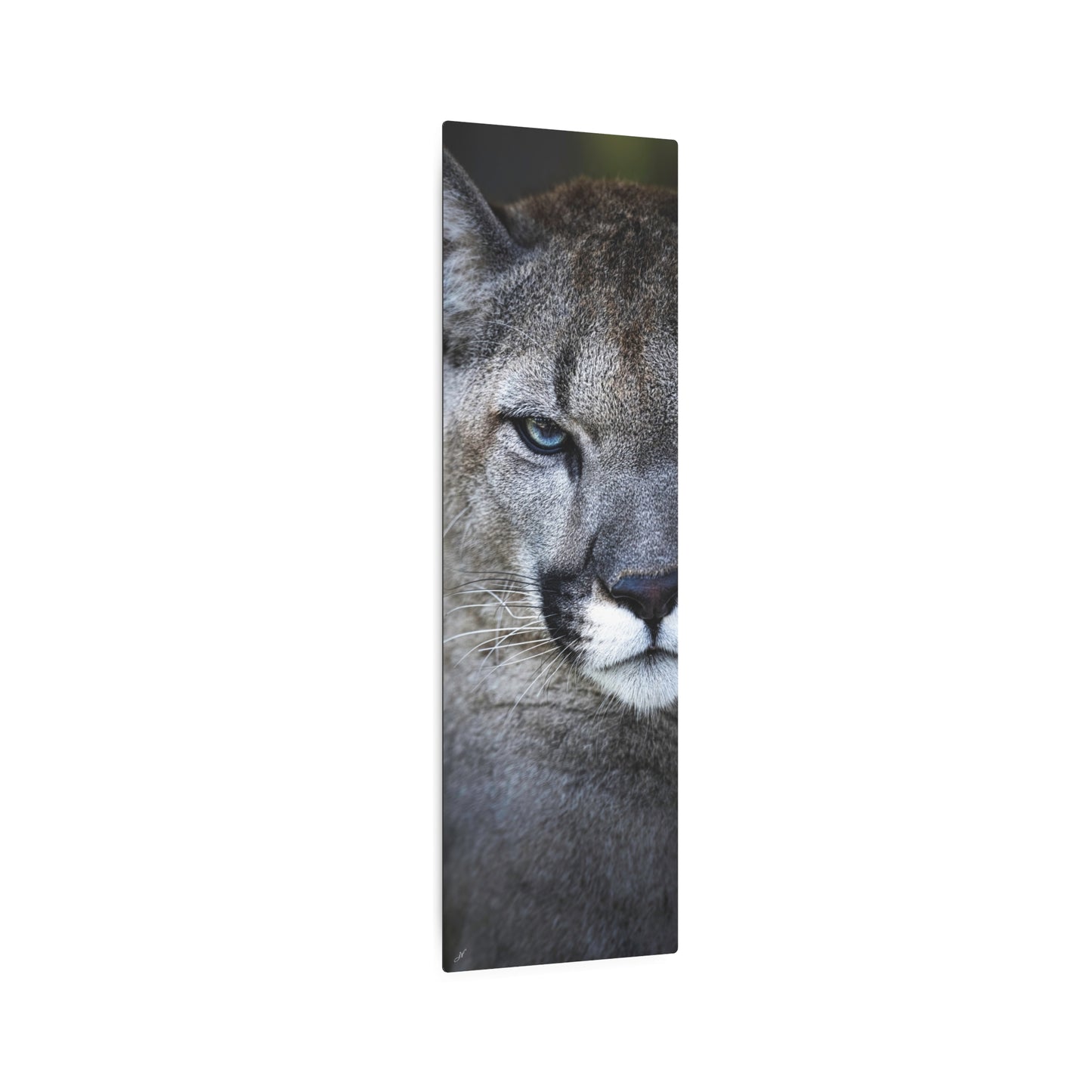 Puma Cat | Metal Art Sign