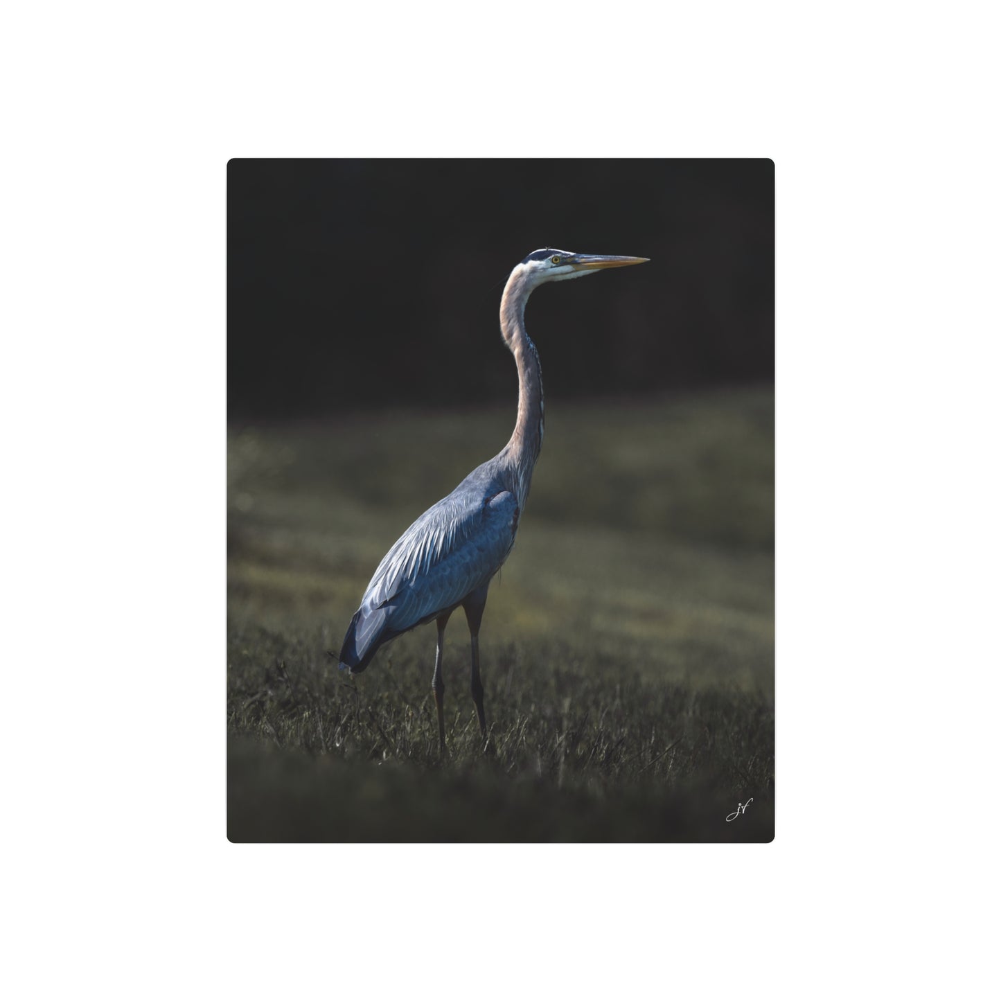 Blue Heron | Metal Art Sign