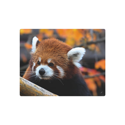 Red Panda | Metal Wall Art