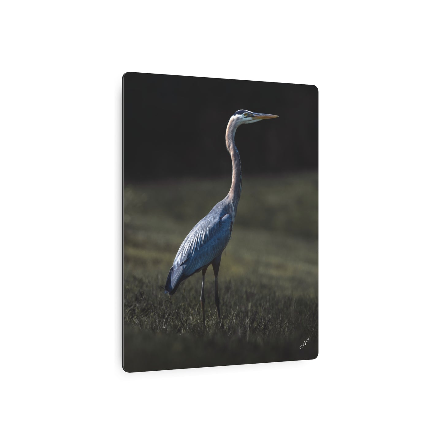 Blue Heron | Metal Art Sign
