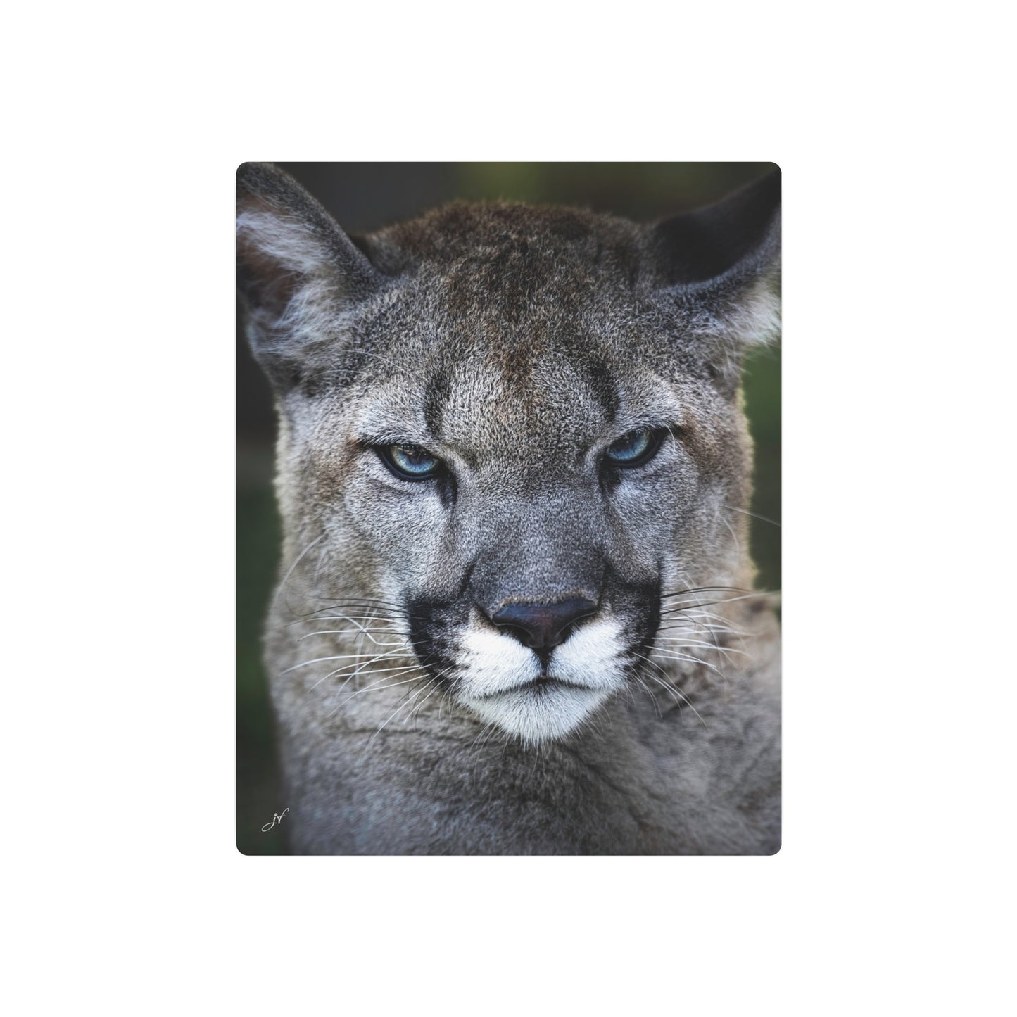 Puma Cat | Metal Art Sign