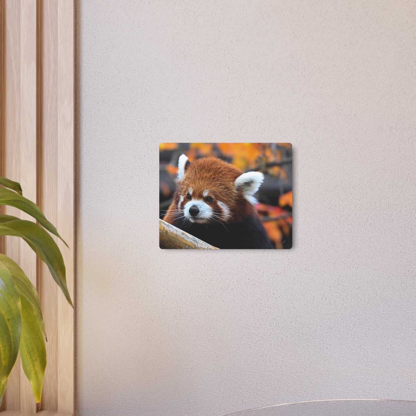 Red Panda | Metal Wall Art