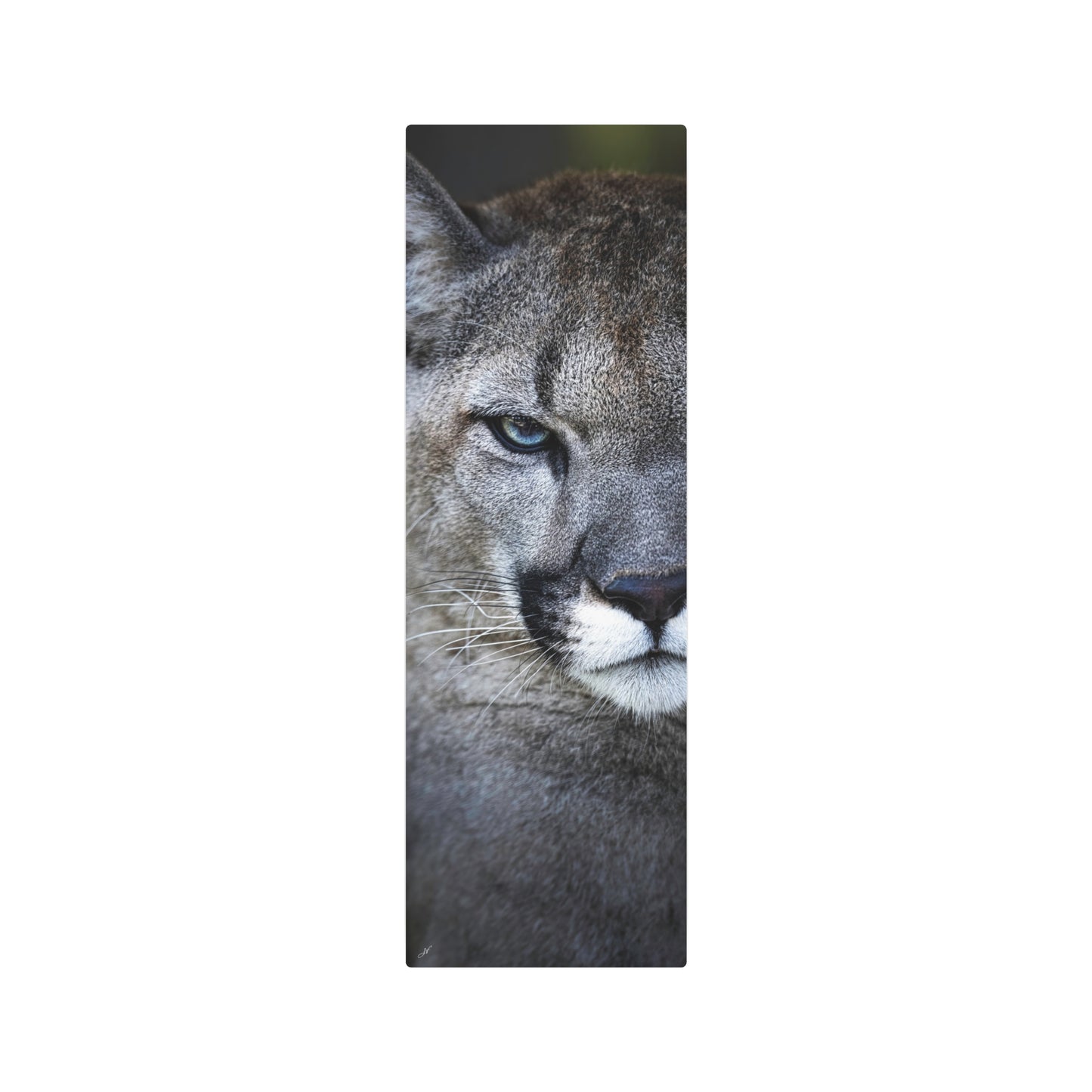 Puma Cat | Metal Art Sign